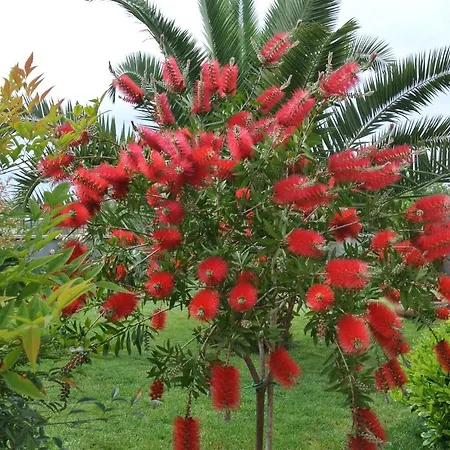 Appartamento Ancora *