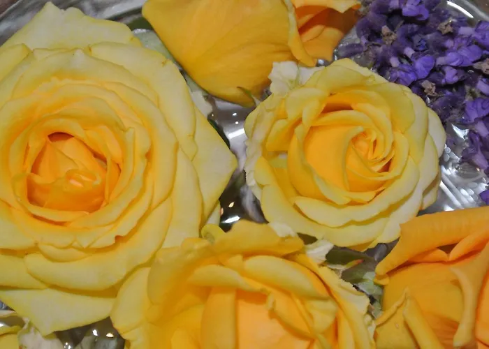 Ancora * מדולין